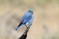 Mountain Bluebird