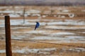 Mountain Bluebird on barbed-wire fence