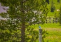 Mountain Bluebird On Fencepost Royalty Free Stock Photo