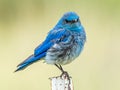 Mountain Bluebird