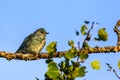 Mountain Bluebird