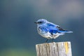 Mountain Bluebird