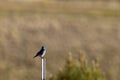 Mountain Bluebird in summer in New Mexico Royalty Free Stock Photo