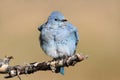 Mountain Bluebird