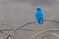 Mountain Bluebird