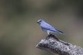 Mountain bluebird Perched