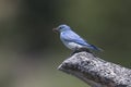 Mountain bluebird Perched