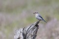 Mountain bluebird Perched