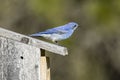 Mountain bluebird perched on its birdhouse