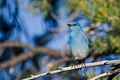 Mountain Bluebird Perched in a Tree