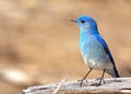 Mountain Bluebird (Sialia currucoides)