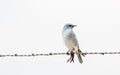 Mountain Bluebird Sialia currucoides on Barbed Wire Fence