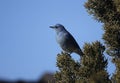 Mountain bluebird, Sialia currucoides