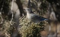 Mountain bluebird, Sialia currucoides