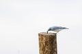 Mountain Bluebird Sialia currucoides with Catepillar on Wood P