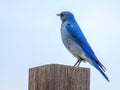 A mountain bluebird or Sialia currucoides, a migratory small thrush that is found in mountainous districts of western North