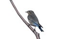 Mountain bluebird, Sialia currucoides