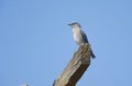 Mountain Bluebird Sialia currucoides perched on an old beam