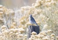 Mountain Bluebird Sialia currucoides with Perched on a Wood Post