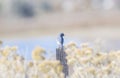 Mountain Bluebird Sialia currucoides with Perched on a Wood Post