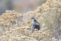 Mountain Bluebird Sialia currucoides with Perched on a Wood Post