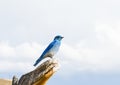 Mountain Bluebird