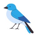 mountain bluebird standing small beautiful wild nature animal songbird live in north america