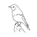 Mountain Bluebird vector illustration