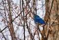 Mountain Bluebird in Winter
