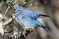 Mountain Bluebird & x28;Sialia currucoides& x29;