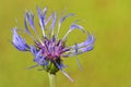 Mountain bluet ( Centaurea montana) Royalty Free Stock Photo