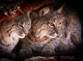 Mountain Bobcats Royalty Free Stock Photo