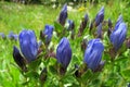 Mountain Bog Gentian - Gentiana calycosa