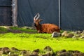 Mountain Bongo. Background with selective focus, and copy space for text Royalty Free Stock Photo