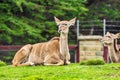 Mountain Bongo. Background with selective focus, and copy space for text