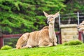 Mountain Bongo. Background with selective focus, and copy space for text Royalty Free Stock Photo