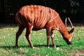 Mountain Bongo Royalty Free Stock Photo