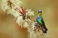 Mountain bright animal from Panama. Fiery-throated Hummingbird, Panterpe insignis, colour bird sitting on larch branch. Red glossy Royalty Free Stock Photo
