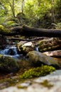 Mountain brook in Australian rain forest