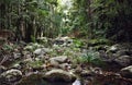 Mountain brook in Kondalilla National Park