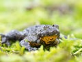 Mountain brown yellow frog Royalty Free Stock Photo