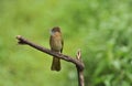 Mountain bulbul, Ixos mcclellandii, Sattal, Dandeli, Karnataka, India Royalty Free Stock Photo