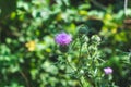 Purple Mountain Burdocks Royalty Free Stock Photo