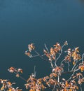 Mountain bush with leaves yellowed in autumn in the mountains on a cliff against the background of a lake