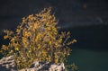 Mountain bush with leaves yellowed in autumn in the mountains on a cliff against the background of a lake