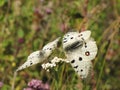 Mountain, butterfly