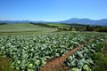 Mountain and cabbage field Royalty Free Stock Photo