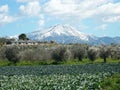 Mountain and cabbage field Royalty Free Stock Photo