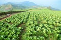 Mountain and cabbage field Royalty Free Stock Photo