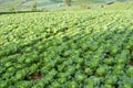 Mountain and cabbage field Royalty Free Stock Photo